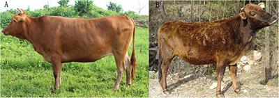 Whole Transcriptome Analysis Identifies the Taxonomic Status of a New Chinese Native Cattle Breed and Reveals Genes Related to Body Size